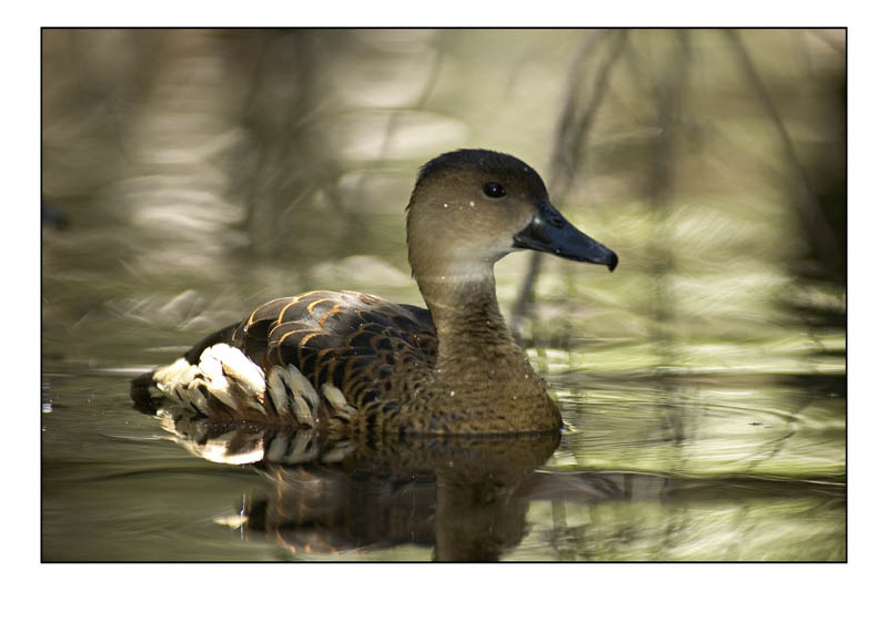 duck2.jpg