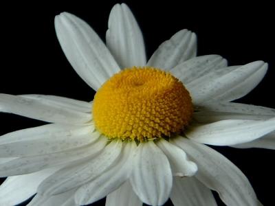u41/mattis/medium/17482816.Daisy5.jpg