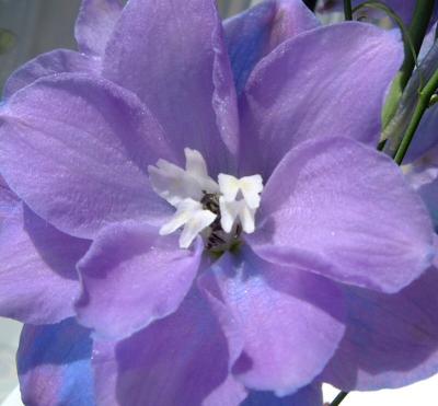 Delphinium