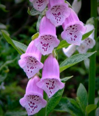 Digitalis - Foxglove
