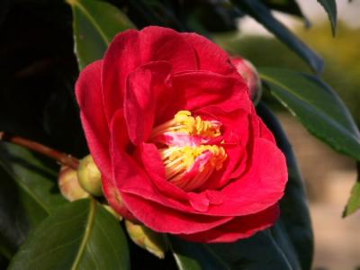 Camellia