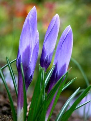 Crocus