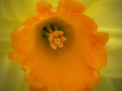 Bee eye view