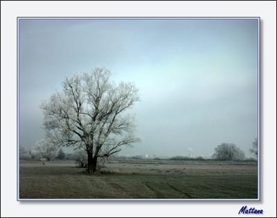 Frosty morning