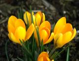 Crocus