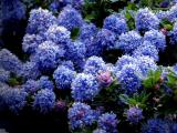 Ceanothus - California Lilac