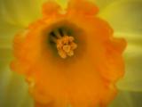 Bee eye view