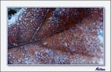 Frosty morning