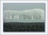 Frosty morning