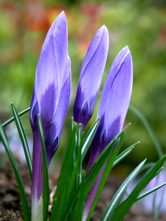 Crocus