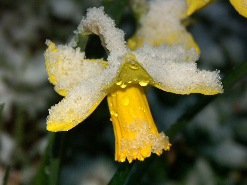 Daffodil