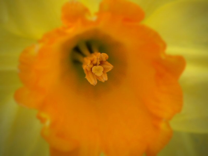 Bee eye view