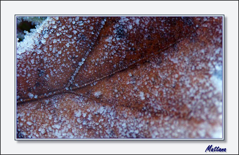 Frosty morning