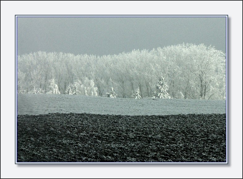 Frosty morning