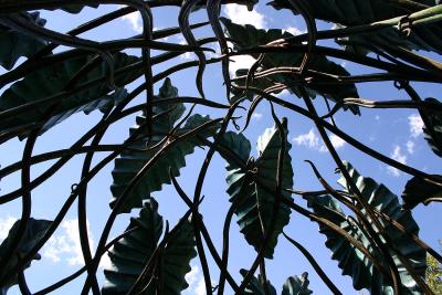 vines.jpg