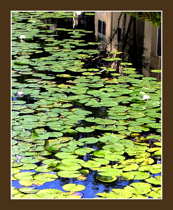 Lily Pad Pond