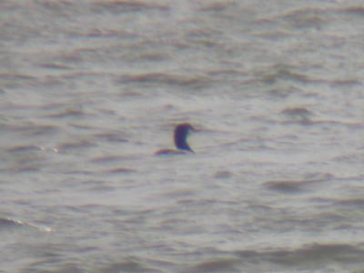Pacific Loon