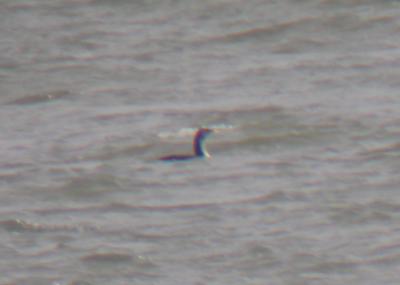 Pacific Loon