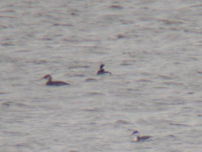 Red-necked Grebe