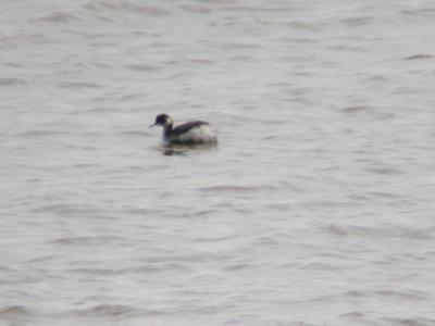 Eared Grebe