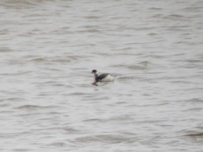 Eared Grebe