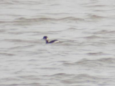 Eared Grebe