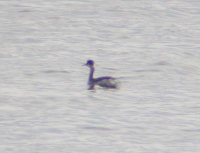 Eared Grebe