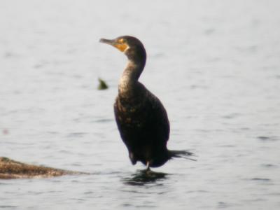 Double-crested Cormorant