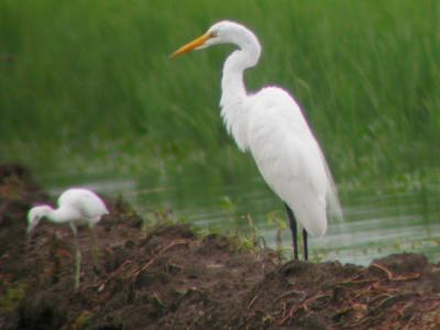 Great Egret
