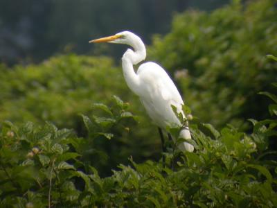 Great Egret