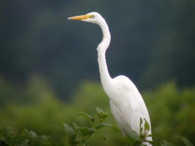 Great Egret