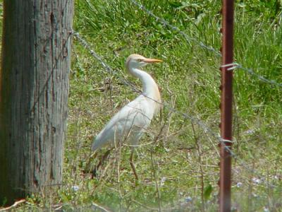 Cattle Egret