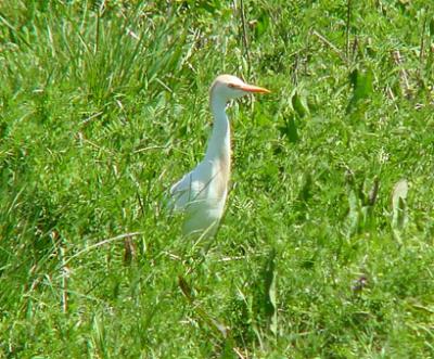 Cattle Egret