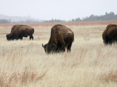 Bison