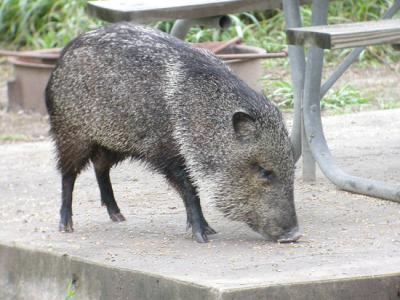 u41/mctodd/medium/26974648.Peccary.jpg