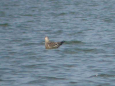 Long-tailed Jaeger