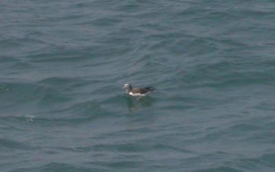 u41/mctodd/medium/39566075.StreakedShearwater.jpg