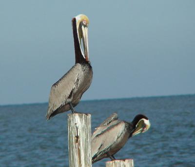 Brown Pelican
