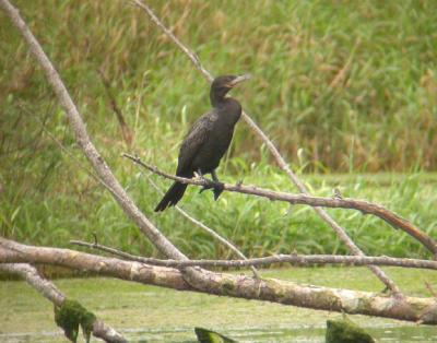 Neotropic Cormorant