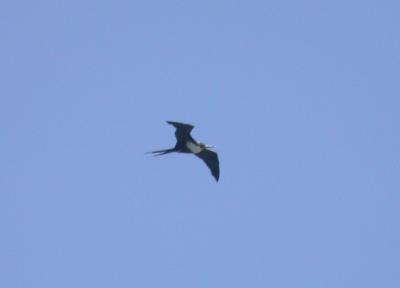 Great Frigatebird