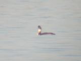 Yellow-billed Loon