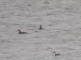 Red-necked Grebe