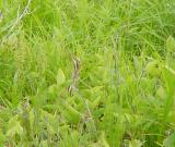 American Bittern
