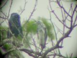 Little Blue Heron