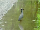 Yellow-crowned Night-Heron