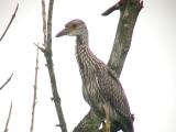 Yellow-crowned Night-Heron