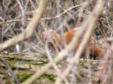 Mink