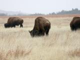 Bison
