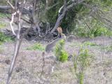 Black-tailed Jack Rabbit