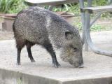 Collared Peccary
